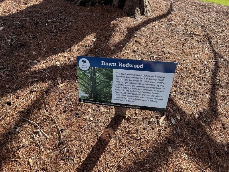 Dawn Redwood Marker image. Click for full size.
