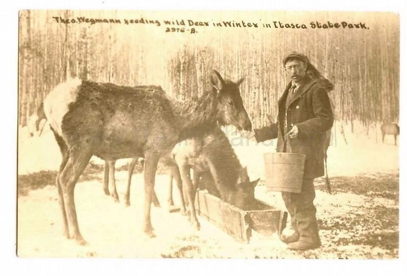 Theodore Wegmann feeding elk, ca 1920s image. Click for full size.