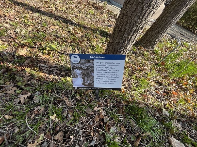 Sassafras Marker. Click for full size. Sassafras Marker image. Click for full size.
