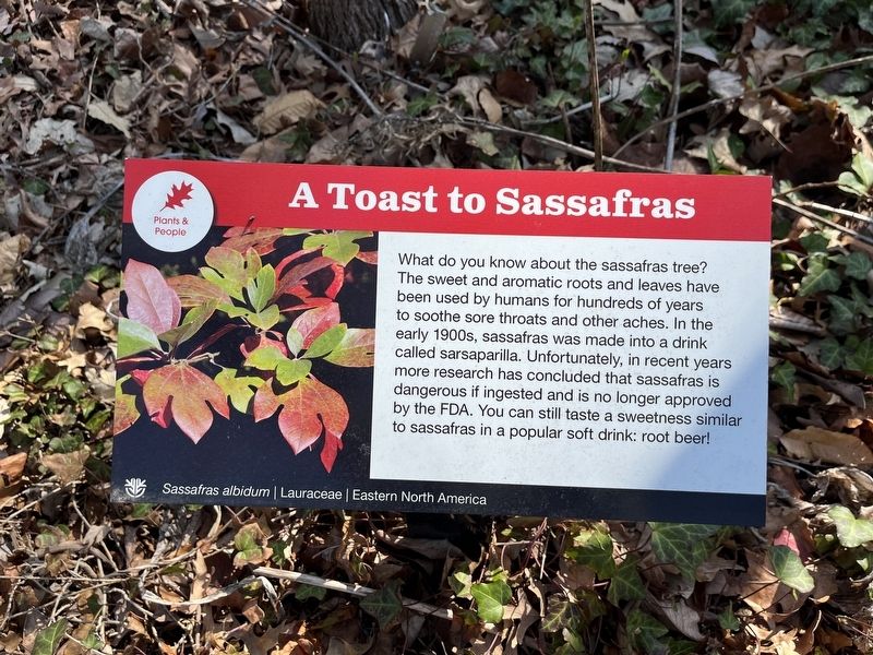 A Toast to Sassafras Marker. Click for full size. A Toast to Sassafras Marker image. Click for full size.