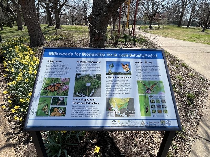 Milkweeds for Monarchs: Th St. Louis Butterfly Project Marker image. Click for full size.