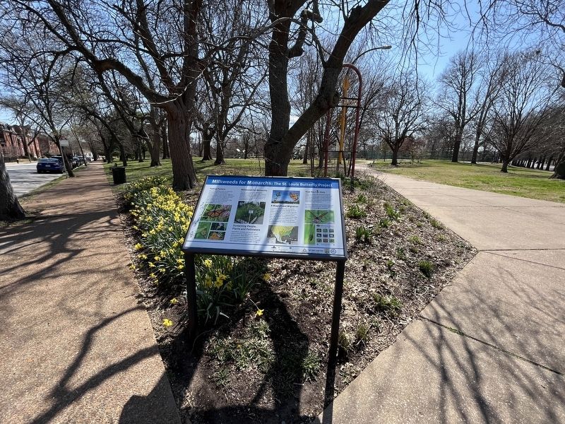 Milkweeds for Monarchs: Th St. Louis Butterfly Project Marker image. Click for full size.