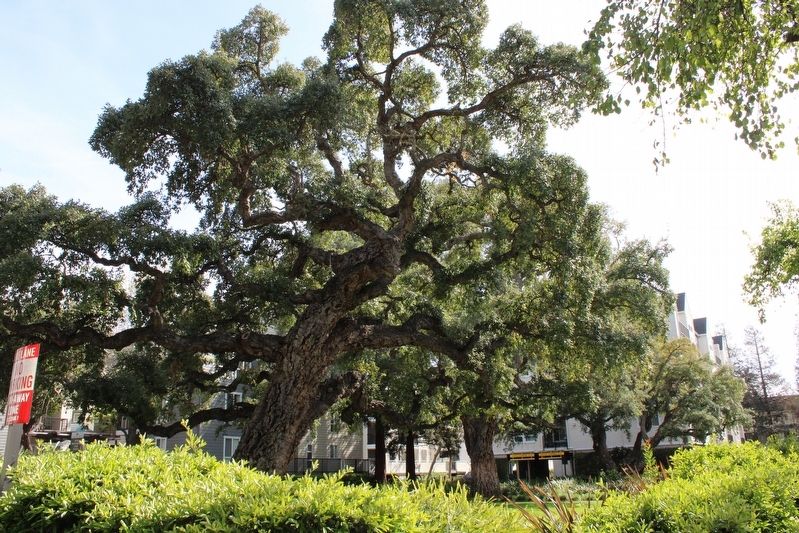 Three More of the Cork Oaks image. Click for full size.