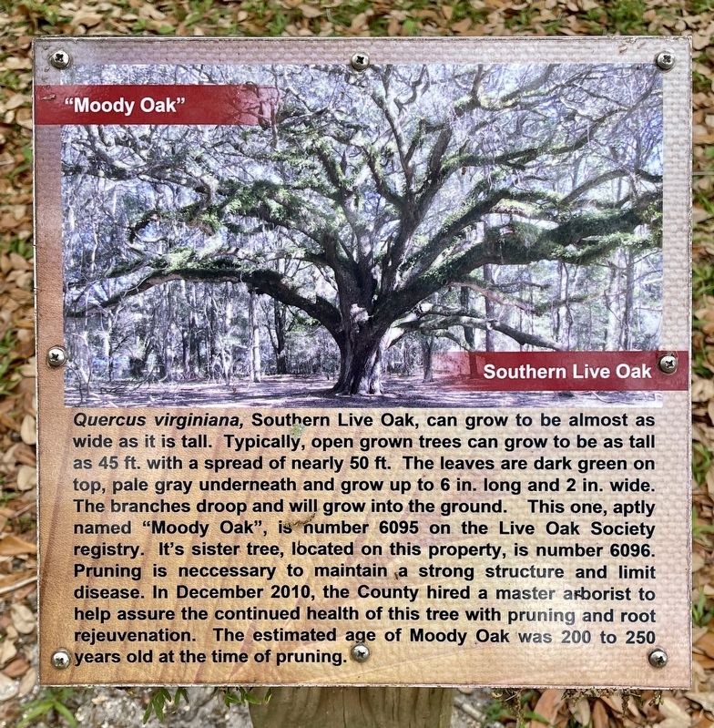 Moody Oak(Southern Live Oak) Marker image. Click for full size.