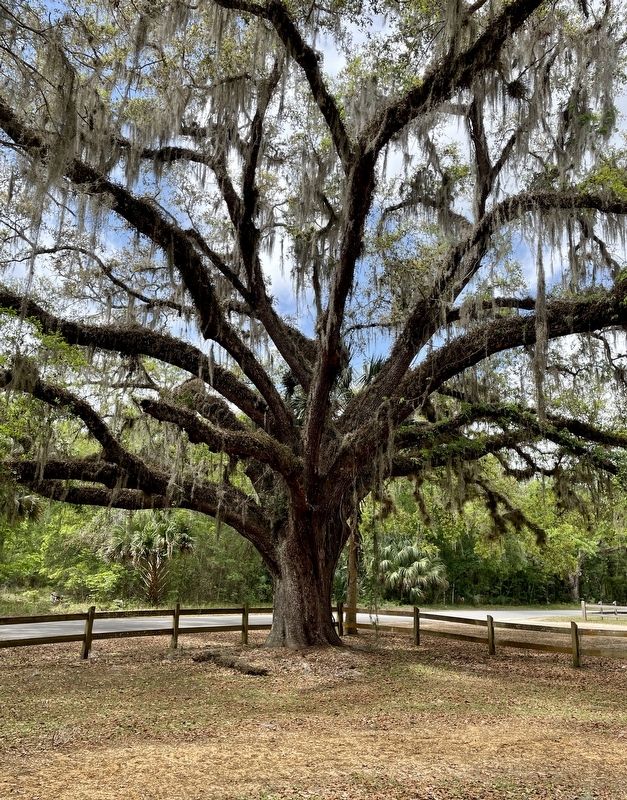 Southern Live Oak # 6096 image. Click for full size.