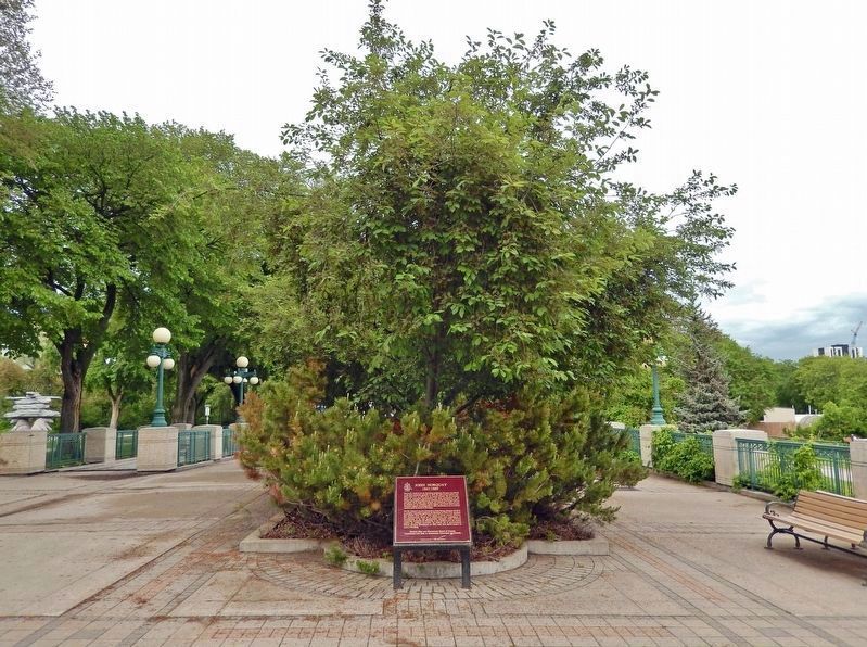 John Norquay Marker. Click for full size. John Norquay Marker image. Click for full size.