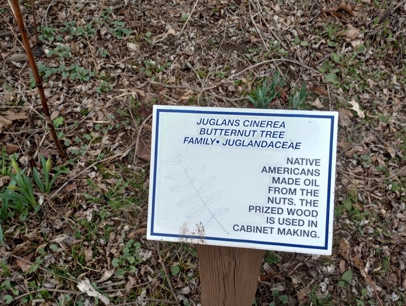 Juglans Cinerea Marker. Click for full size. Juglans Cinerea Marker image. Click for full size.