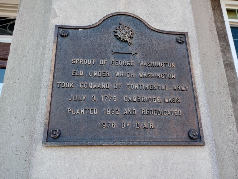 Sprout of George Washington Elm Marker image. Click for full size.