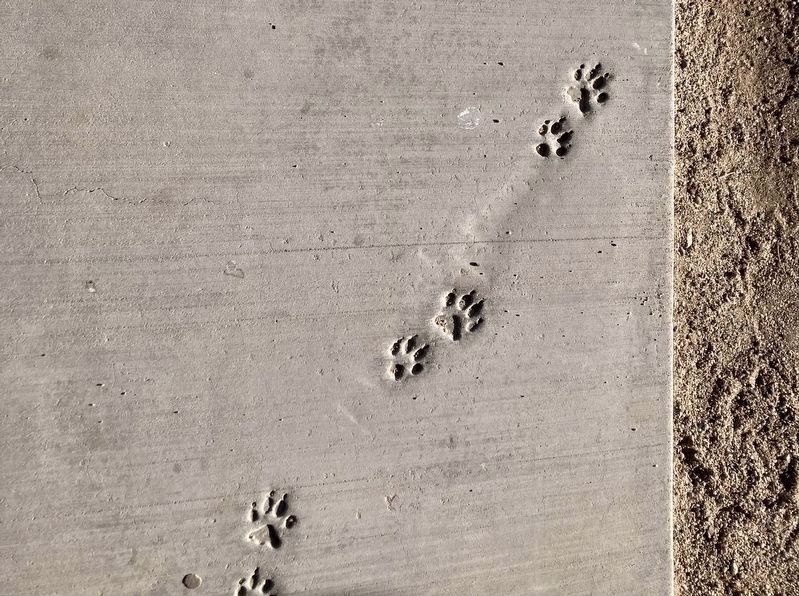 Footprints in Time - Coyote image. Click for full size.
