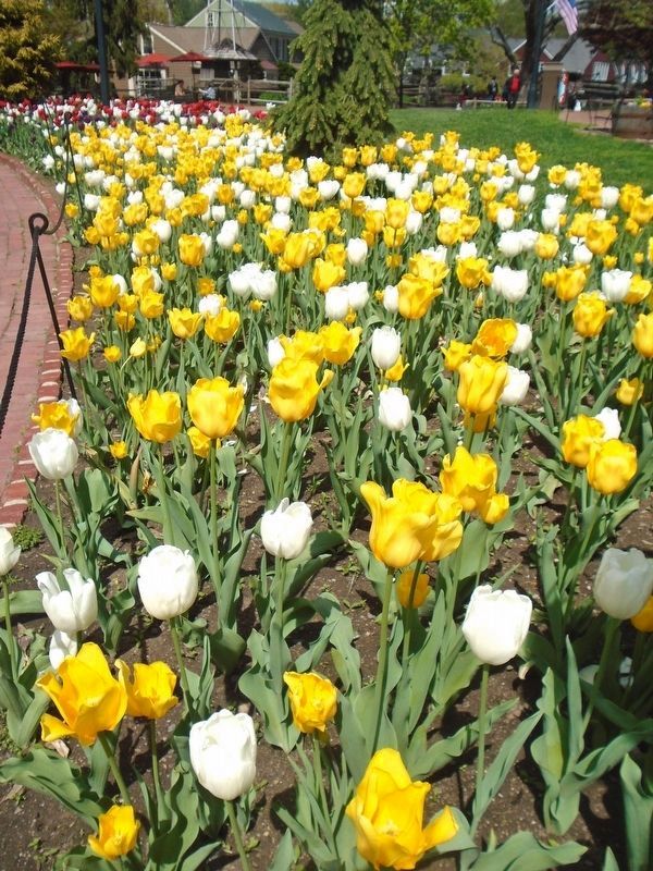 Tulips line a walkway at Peddler's Village image. Click for full size.