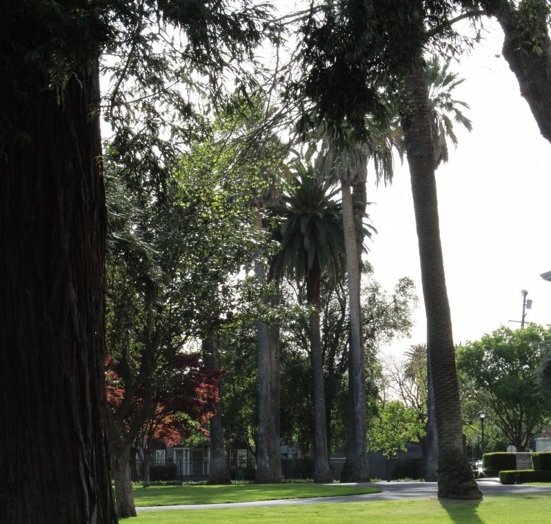 Circle of Palms. Click for full size. Circle of Palms image. Click for full size.