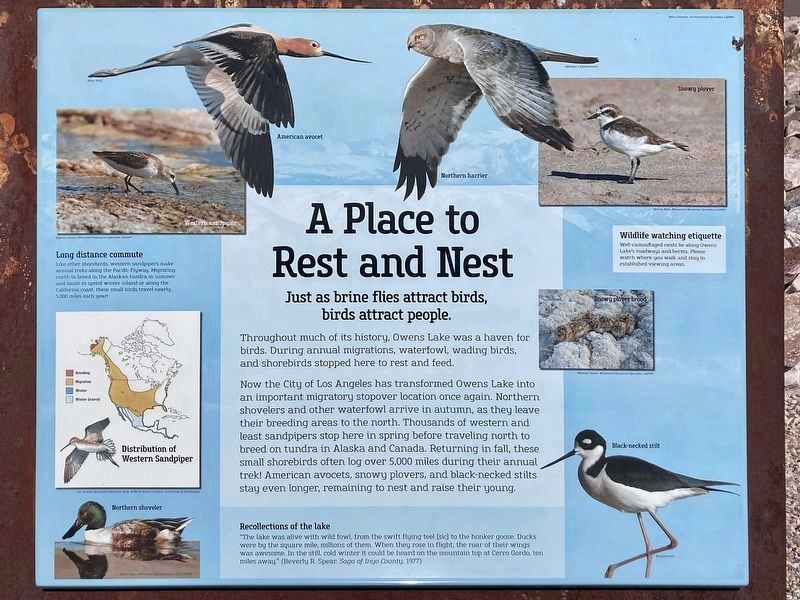 Interpretive Sign -- Birds at Owens Lake. Click for full size. Interpretive Sign -- Birds at Owens Lake image. Click for full size.