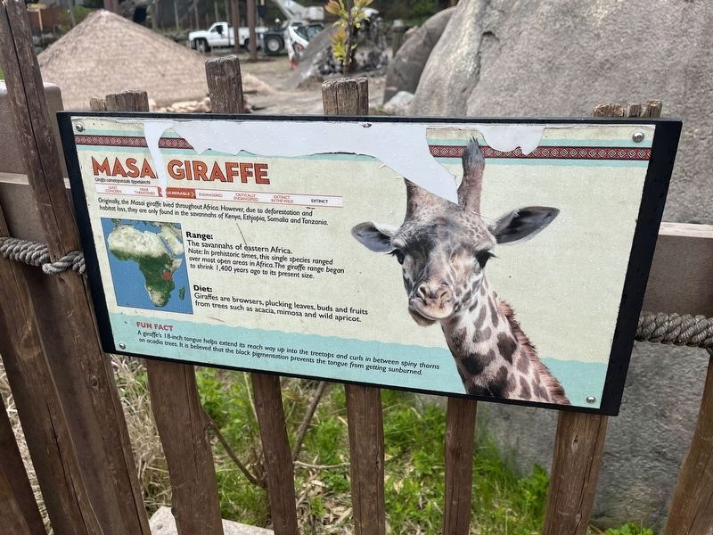 Masai Giraffe Marker image. Click for full size.