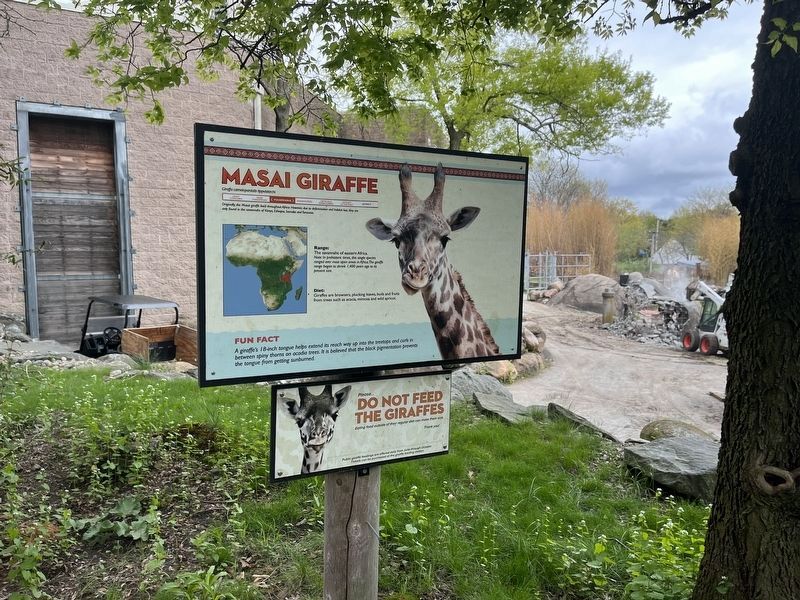 Masai Giraffe Marker image. Click for full size.