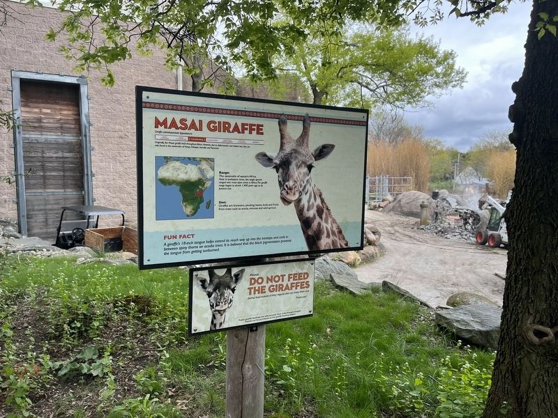 Masai Giraffe Marker. Click for full size. Masai Giraffe Marker image. Click for full size.