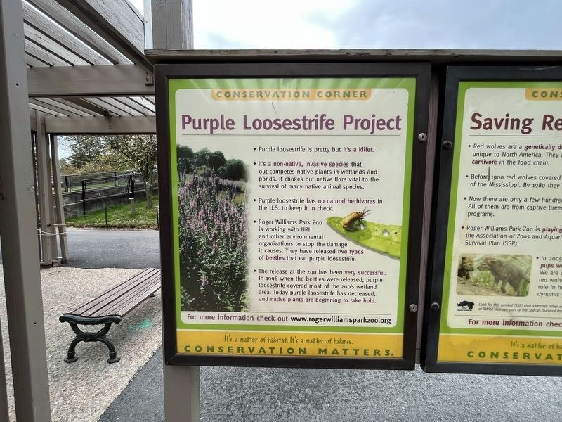 Purple Loosestrife Project Marker. Click for full size. Purple Loosestrife Project Marker image. Click for full size.