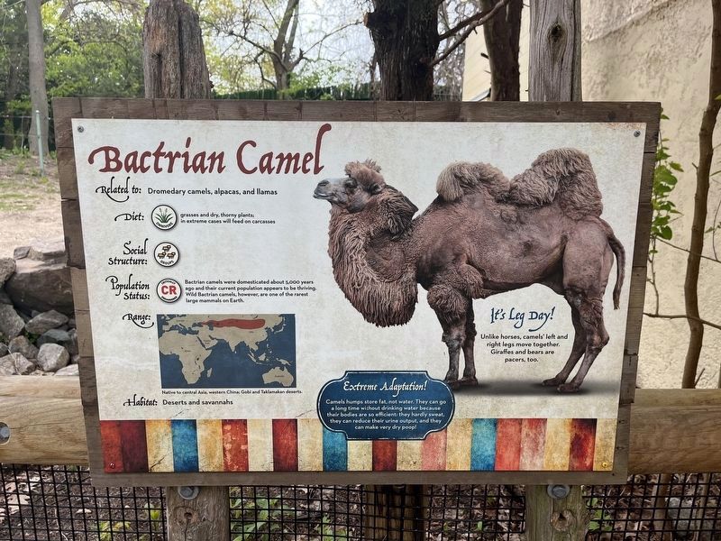 Bactrian Camel Marker image. Click for full size.