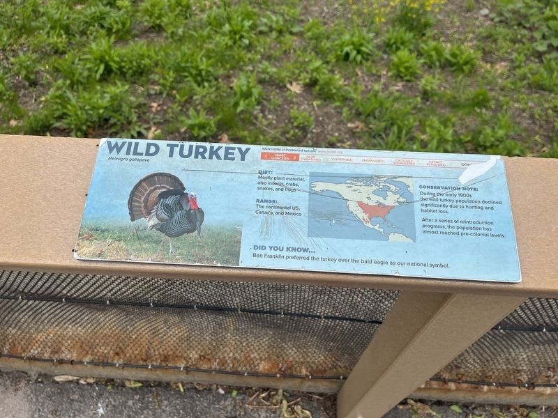 Wild Turkey Marker image. Click for full size.