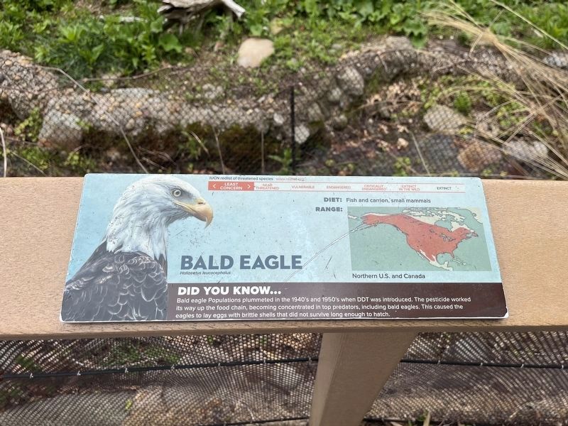 Bald Eagle Marker image. Click for full size.