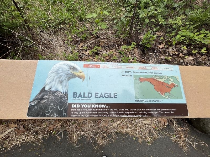 Bald Eagle Marker image. Click for full size.