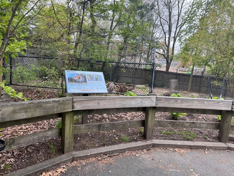 Red Wolf Marker. Click for full size. Red Wolf Marker image. Click for full size.