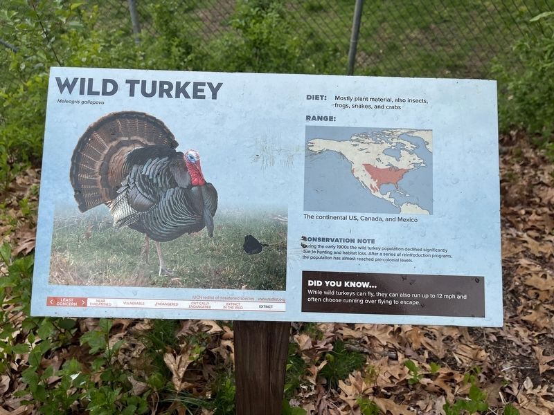 Wild Turkey Marker. Click for full size. Wild Turkey Marker image. Click for full size.