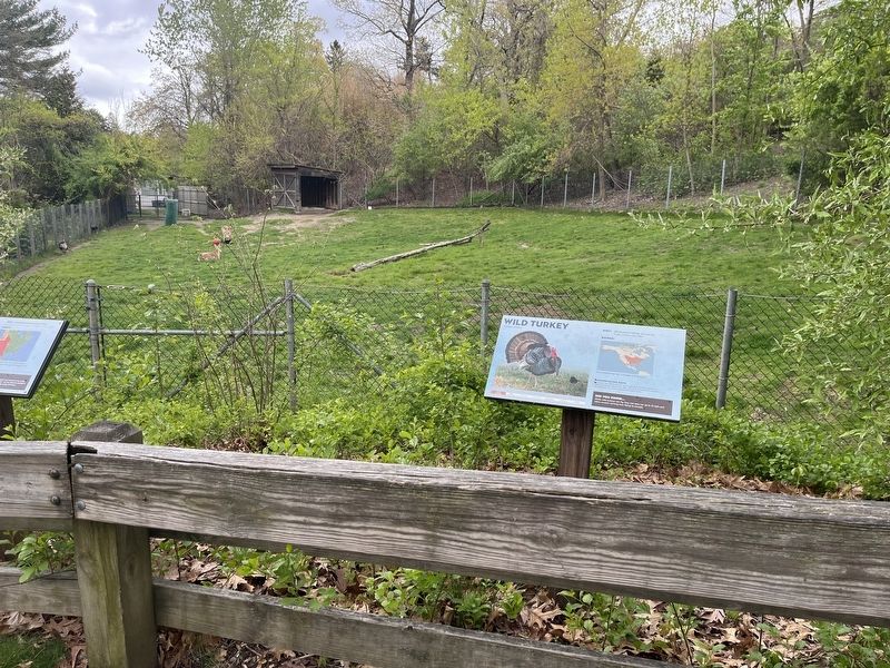 Wild Turkey Marker. Click for full size. Wild Turkey Marker image. Click for full size.