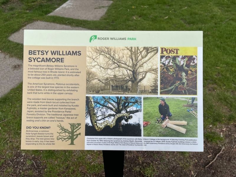 Betsy Williams Sycamore Marker image. Click for full size.