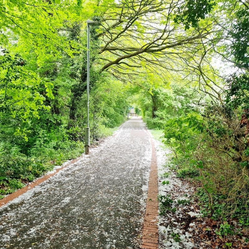 The Chestnuts Trail. Click for full size. The Chestnuts Trail image. Click for full size.