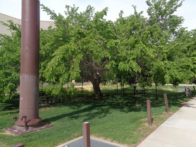 Weeping American Elm image. Click for full size.