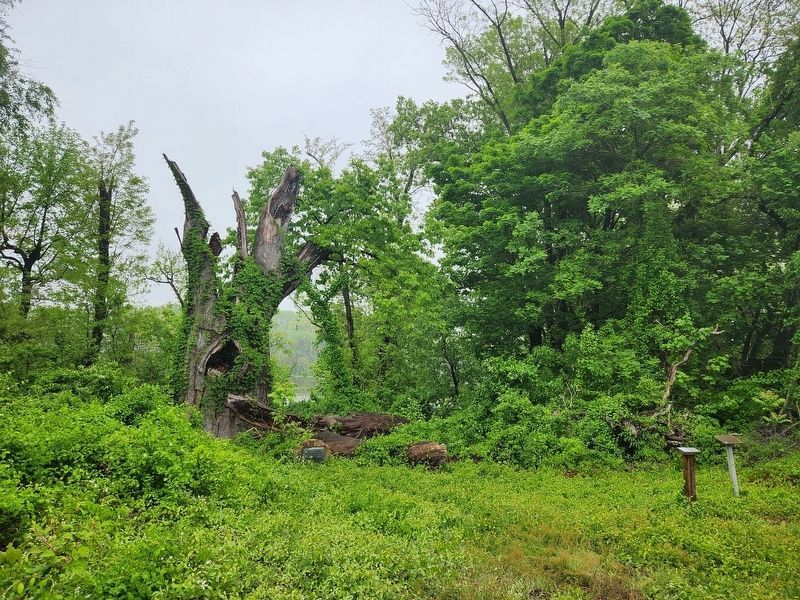 The Clement Oak and Marker. Click for full size. The Clement Oak and Marker image. Click for full size.