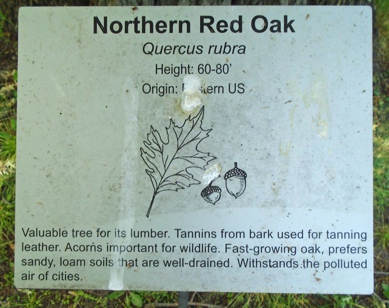Northern Red Oak Marker image. Click for full size.