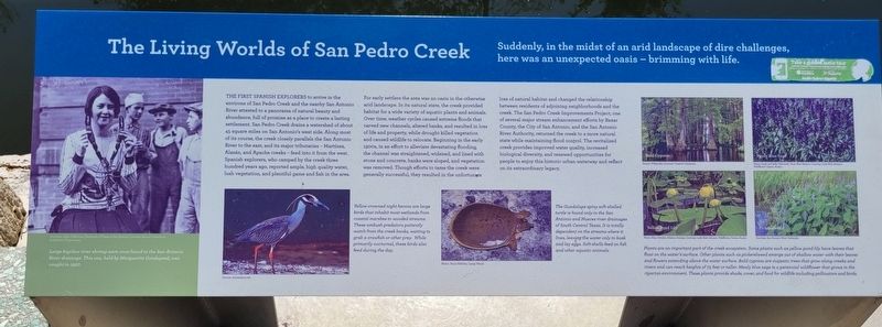The Living Worlds of San Pedro Creek Marker. Click for full size. The Living Worlds of San Pedro Creek Marker image. Click for full size.