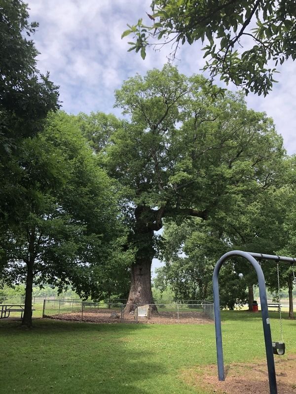 Yell County Council Oak. Click for full size. Yell County Council Oak image. Click for full size.