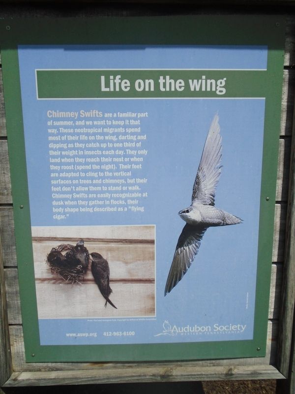 Life on the Wing Marker. Click for full size. Life on the Wing Marker image. Click for full size.