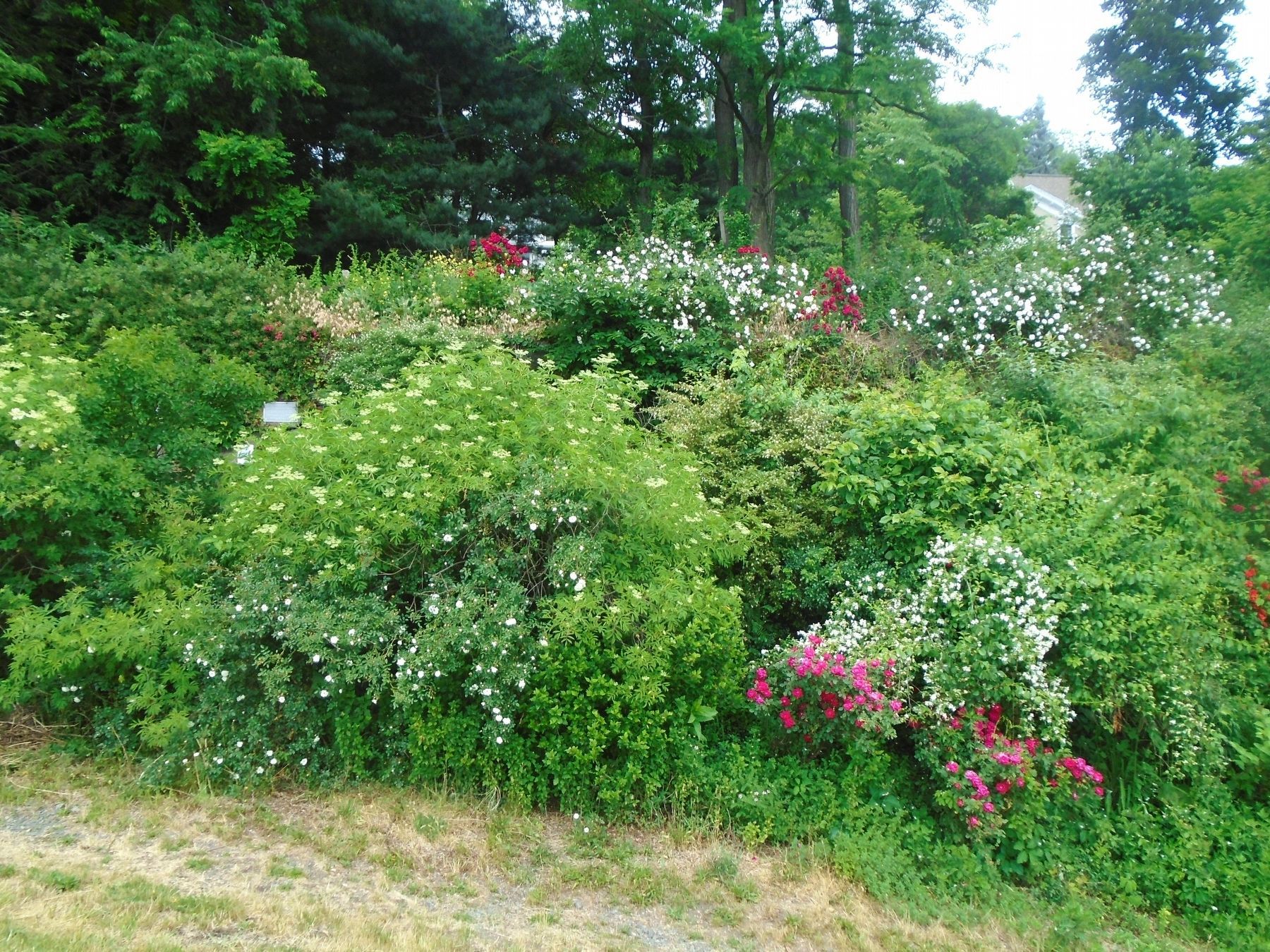 Tadas Kosciuska Marker and Healing Garden. Click for full size. Tadas Kosciuska Marker and Healing Garden image. Click for full size.