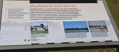 Shackleford's Wild Horses Marker. Click for full size. Shackleford's Wild Horses Marker image. Click for full size.