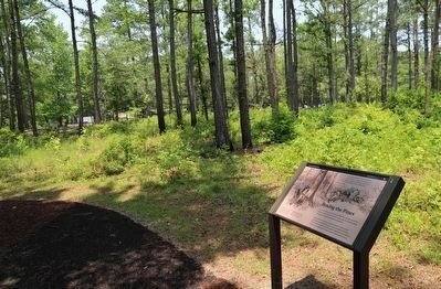 Boxing the Pines Marker. Click for full size. Boxing the Pines Marker image. Click for full size.