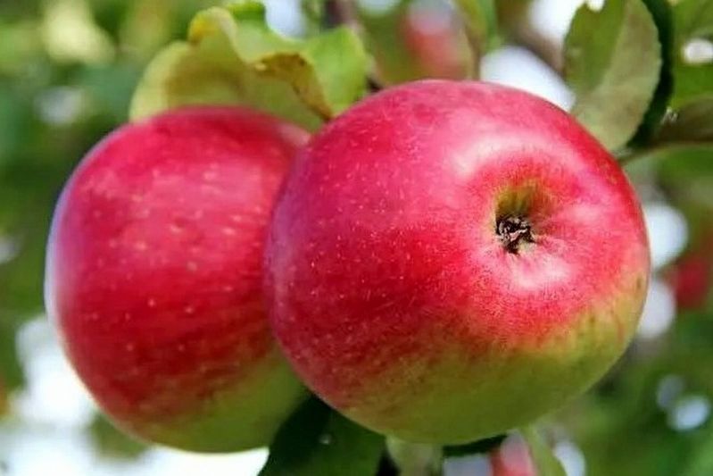 Wealthy Apples. Click for full size. Wealthy Apples image. Click for full size.