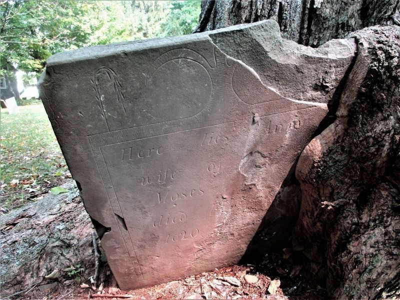 An old gravestone engulfed by a tree. image. Click for full size.