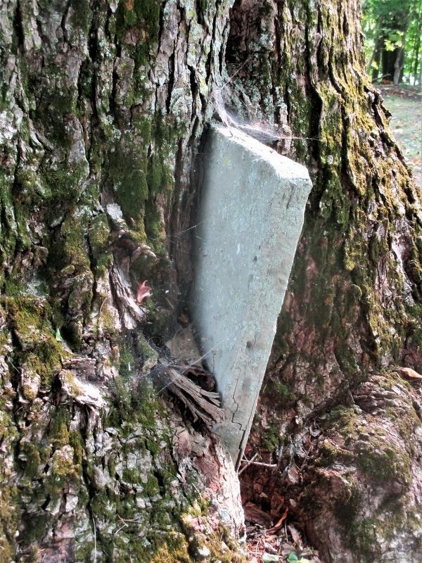 An old gravestone engulfed by a tree. image. Click for full size.
