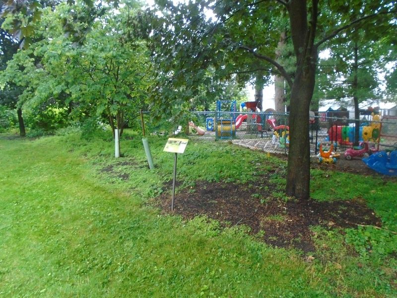Tree and Shrub Border and Marker image. Click for full size.