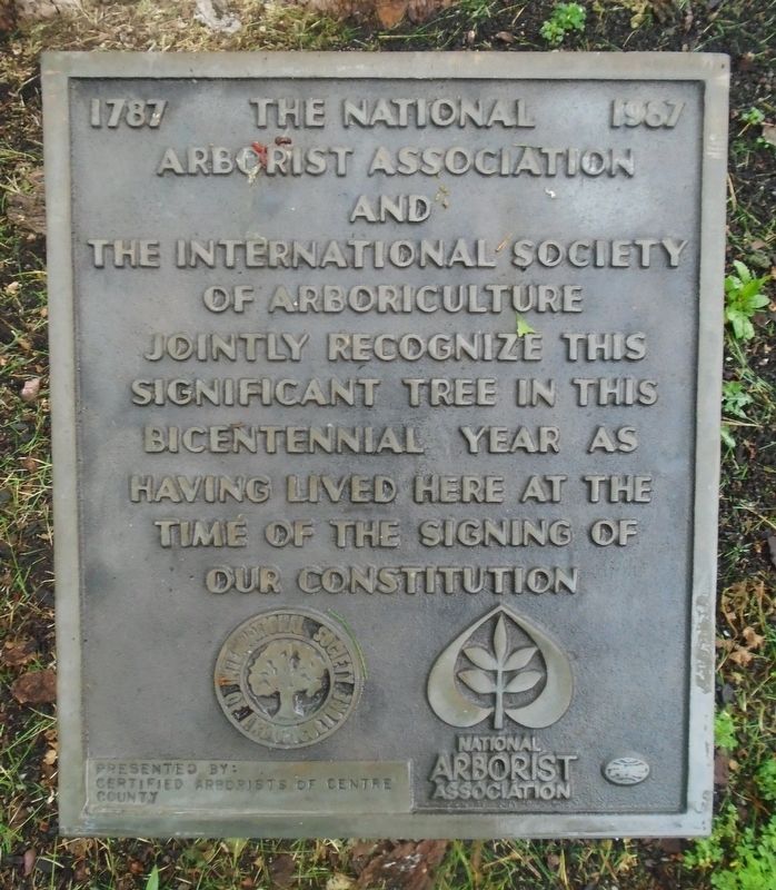 American Sycamore Marker image. Click for full size.