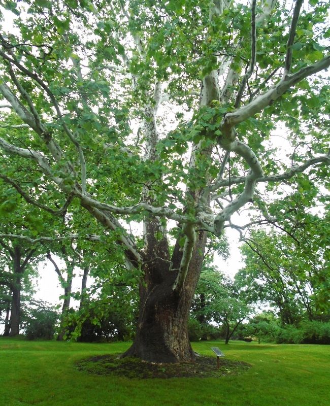 Historic American Sycamore and Marker image. Click for full size.