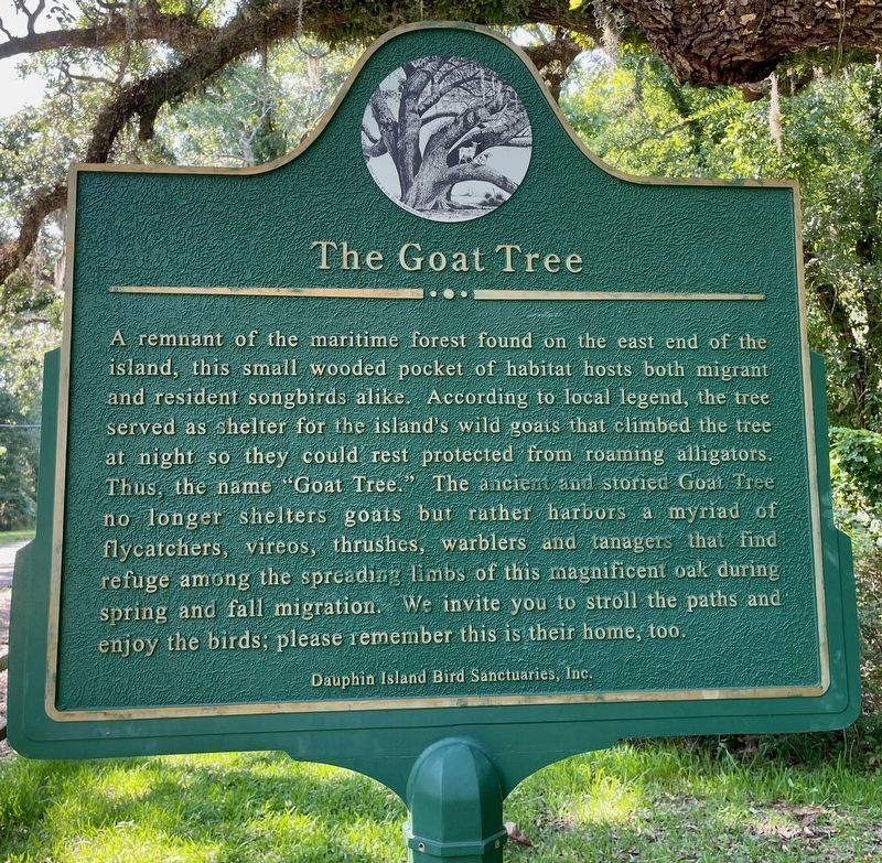 The Goat Tree Marker image. Click for full size.