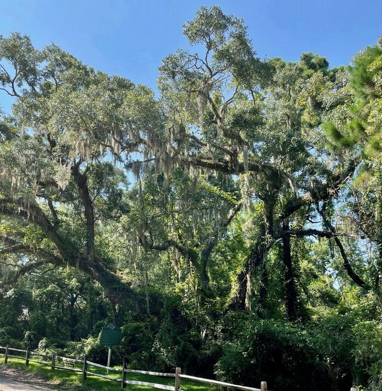 John F. Porter, Jr. Goat Tree Reserve / The Goat Tree Marker image. Click for full size.