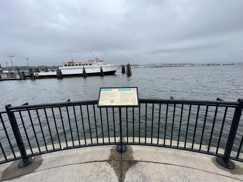 Northern Quahog / Winter Flounder Marker. Click for full size. Northern Quahog / Winter Flounder Marker image. Click for full size.