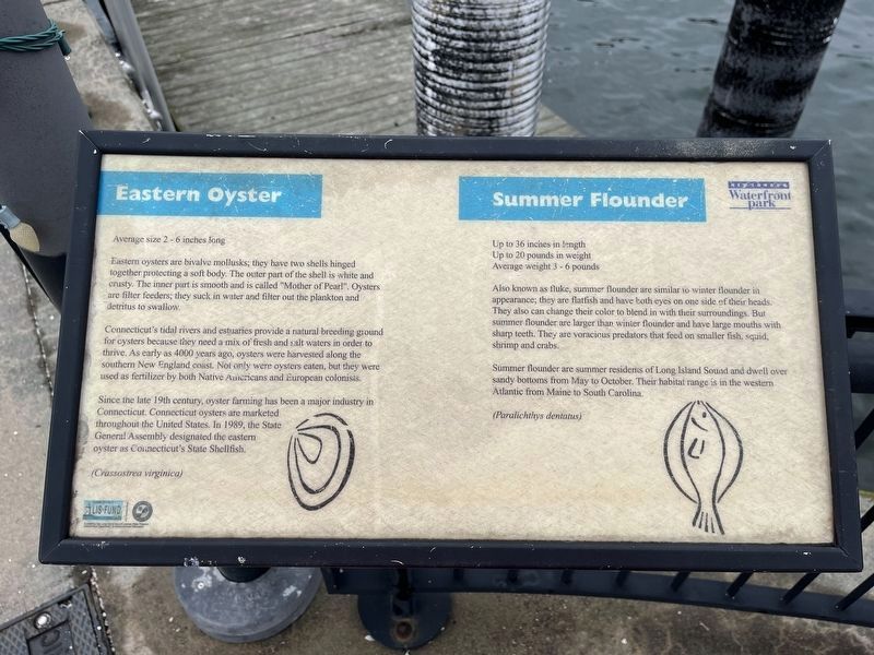 Eastern Oyster / Summer Flounder Marker. Click for full size. Eastern Oyster / Summer Flounder Marker image. Click for full size.