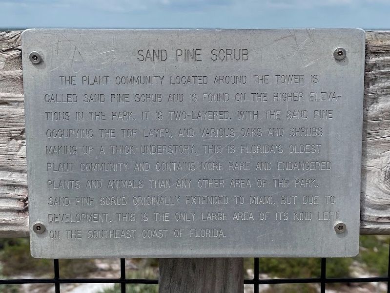 Sand Pine Scrub Marker. Click for full size. Sand Pine Scrub Marker image. Click for full size.