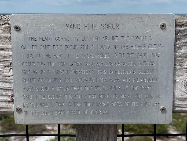 Sand Pine Scrub Marker image. Click for full size.